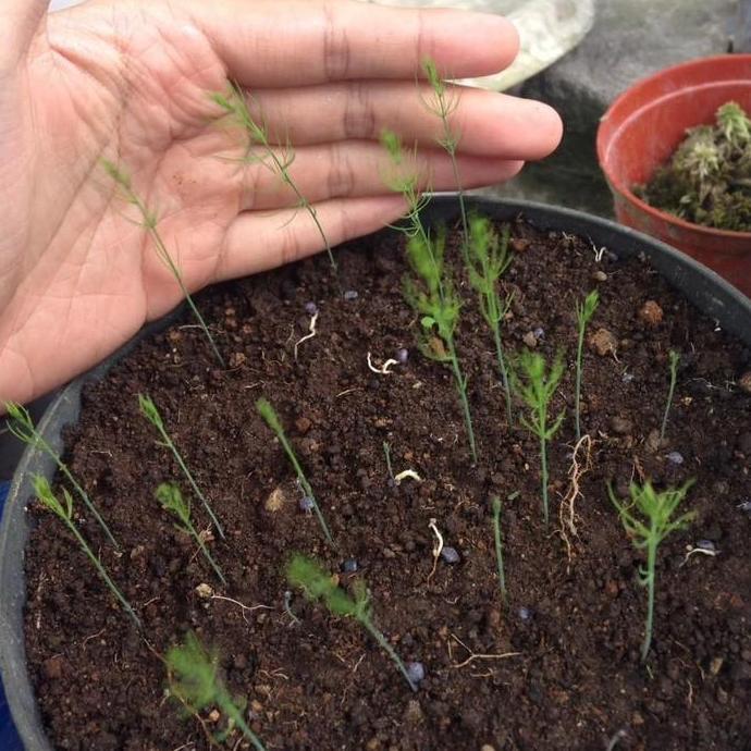 Ready Benih Bibit Biji - Asparagus F1 Varietas UC800 Hibrida Seeds - IMPORT