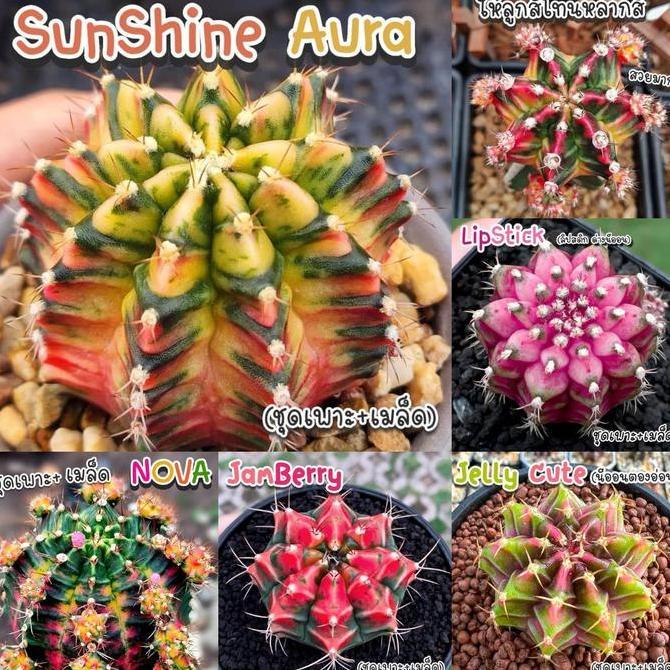 Ready Benih Bibit Biji - Cactus Gymnocalycium Hybrid Thailand Kaktus Langka Sultan Rare Seeds - Ters