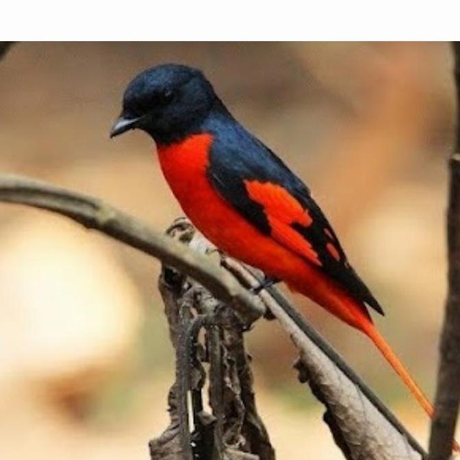 NEW - mantenan besar jantan mulus