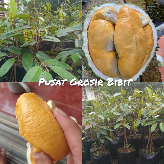 Bibit durian duri hitam kaki 3 - durian ochee