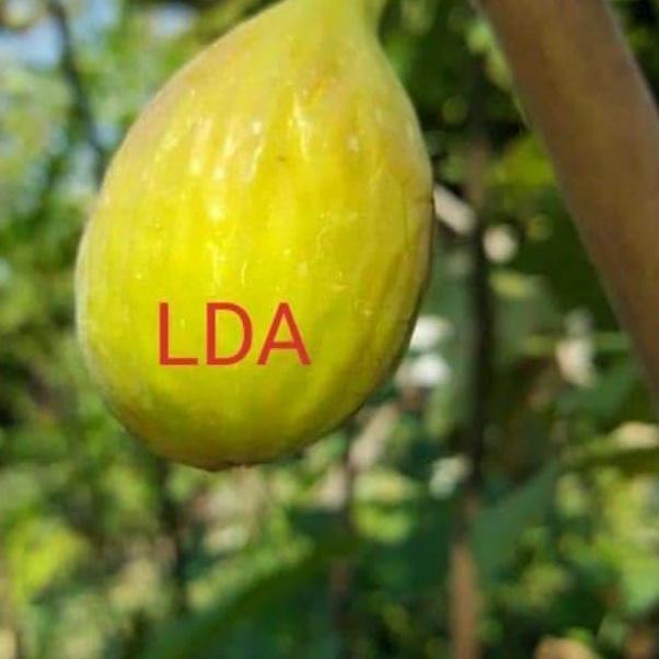 Bibit buah tin jenis LDA (long de aout)