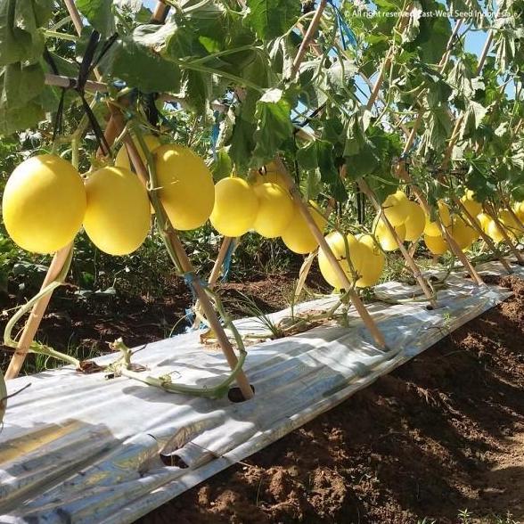 Benih Melon Golden ALISHA F1 400 Butir - Bibit Cap Panah Merah