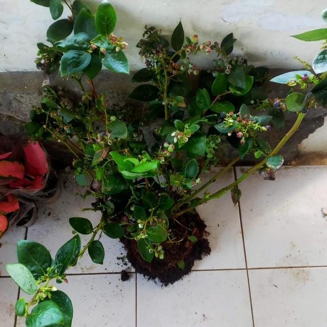 Bibit pohon blueberry - pohon buah blueberry - berbuah kualitas premium