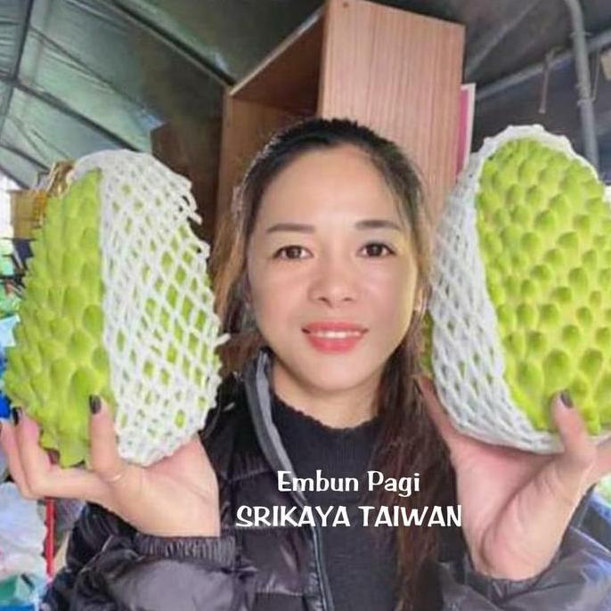 Bibit Pohon Buah Srikaya Taiwan kualitas premium