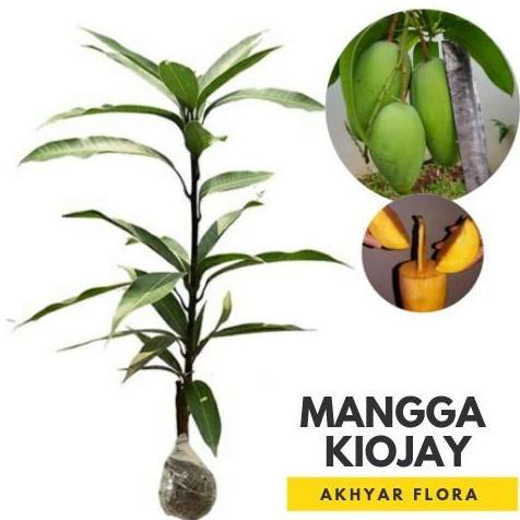Bibit Mangga Kiojay Pohon Mangga Bibit Buah Mangga Kiojay kualitas premium