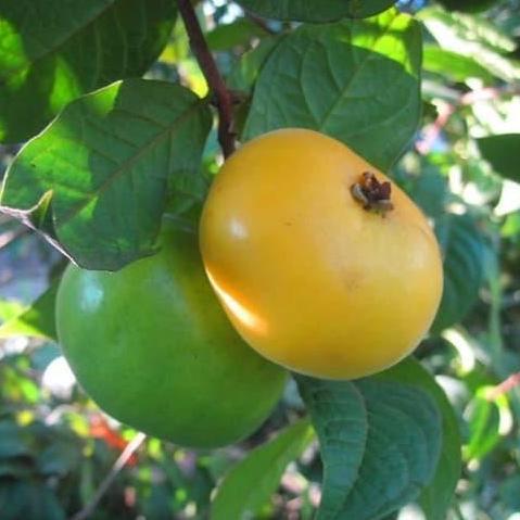 Bibit Tanaman Buah Araza ( Araca Boi ) kualitas premium