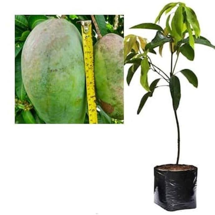 Bibit Mangga Kiojay Pohon Mangga Bibit Buah Mangga Kiojay Jumbo kualitas premium