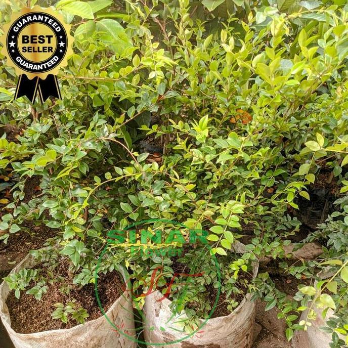 bibit pohon anggur brazil/pohon buah/benih anggur/variates asli kualitas premium