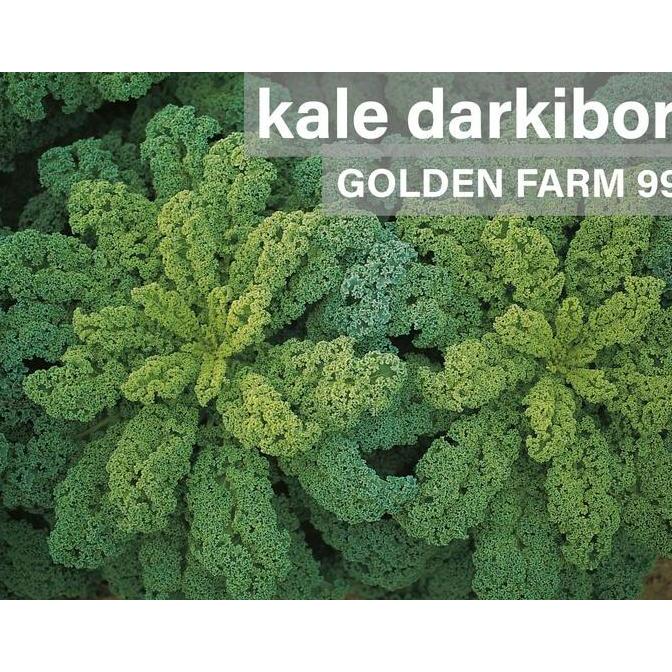 Benih KALE Darkibor Bejo seed - Import