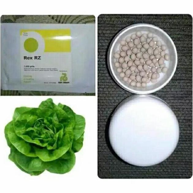 benih bibit selada butterhead rex rz 100 pills