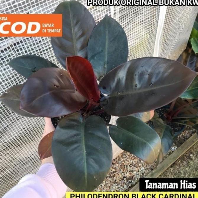 Tanaman Hias Philodendron Black Cardinal - Black Cardinal