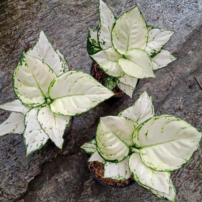 Tanaman hias aglonema super white - Aglonema super white