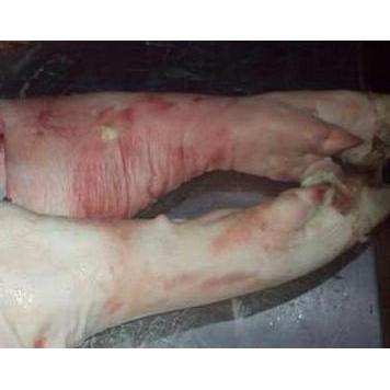 DAGING BABI BAGIAN KAKI DEPAN