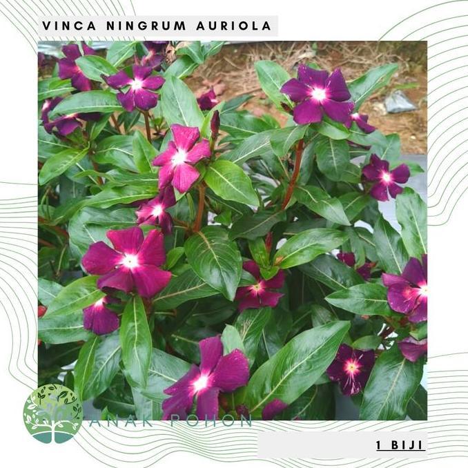 Benih Bibit Biji - Bunga Vinca Sultan Ningrum Auriola Rare Jenis Langka Flower Seeds - FRESH SEEDS