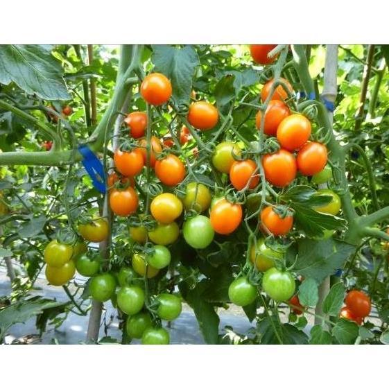 Benih Bibit Biji - Orange Tomato Cherry Golden Amber F1 Tomat Ceri Oranye Hibrida Seeds - Rasa Manis