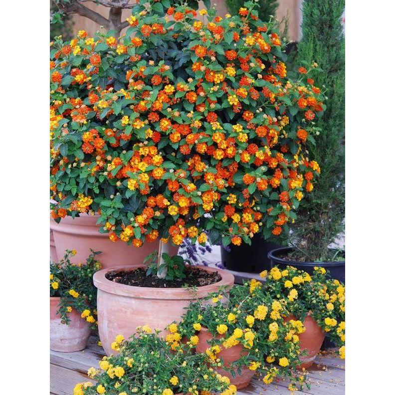 Benih Bibit Biji - Lantana Camara Bunga Tahi Ayam Tembelekan Flower Seeds - IMPORT