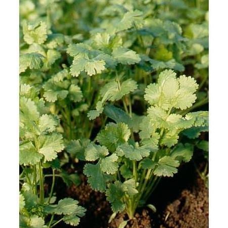 Benih Bibit Biji - Daun Coriander Calypso Herb Seeds - IMPORT