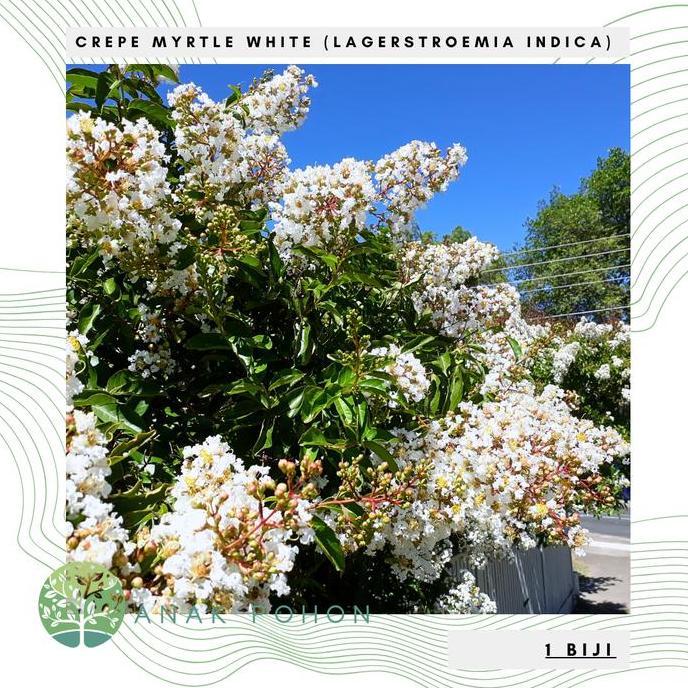 Benih Bibit Biji - Pohon Bunga White Crepe Myrtle Bungur Jepang Putih (Lagerstroemia indica) Crapemy