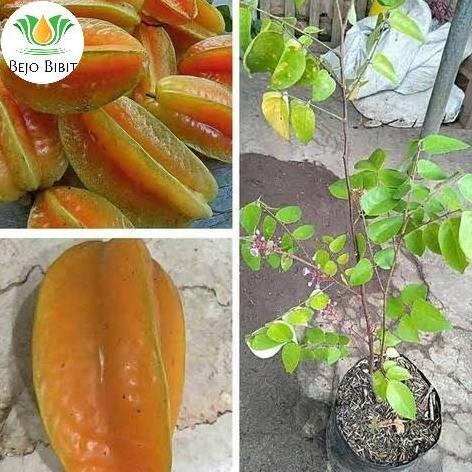 Bibit Belimbing Madu Jumbo | Pohon Tanaman Buah Blimbing Madu Jumbo Terbaik