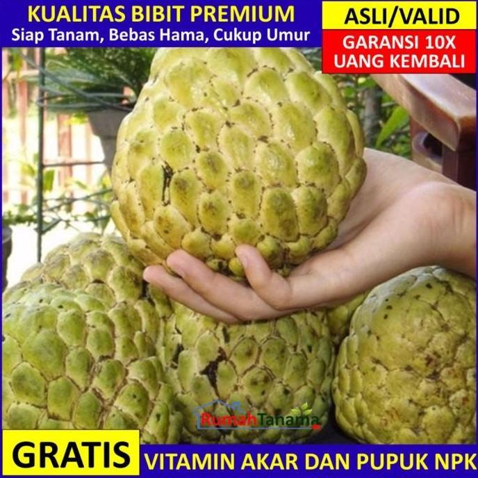 Bibit Srikaya Jumbo Asli Bergaransi, Pohon Buah Cangkok Valid Terbaik