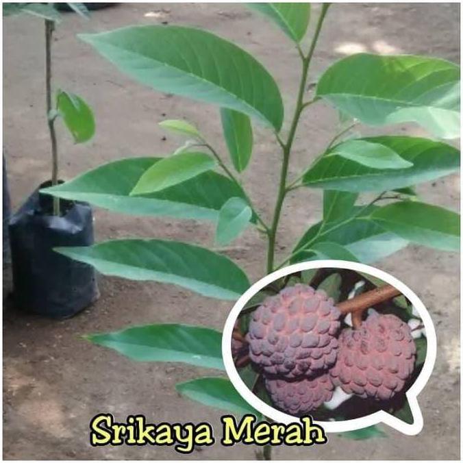 Bibit Srikaya Merah / Pohon Buah srikaya merah unik Murah Terbaik