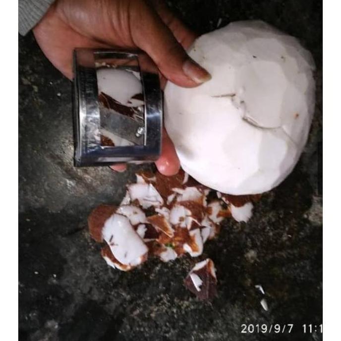 Alat Pengupas Kulit Peeler Kulit Kelapa | Alat kupas buah alat kupas s