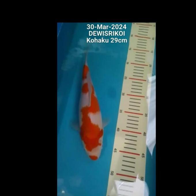 TERMURAH - CHAGOI / KOHAKU / SHIRO / TANCHO / OCHIBA / SHOWA / KIKO