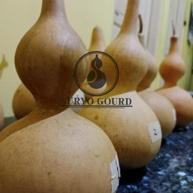 Labu botol | Labu botol kering | Labu botol china | drunken master | Bottle gourd | Labu botol asli 