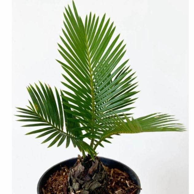 TERBARU|TERMURAH|BARU|PREMIUM|TERLARIS|GARANSI|DISKON|PROMO TANAMAN BIBIT POHON PALEM SIKAS PALEM SI