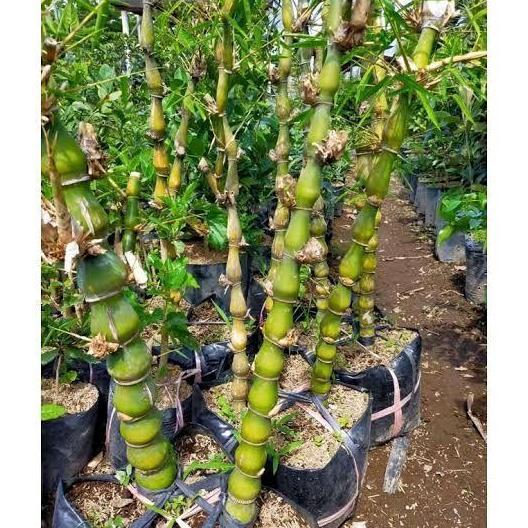 Tanaman Hias Bambu Nagin - Bambu Tasbih - Bambu Kodok