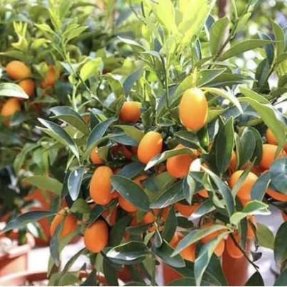 NEW TANAMAN BUAH JERUK NAGAMI // TANAMAN BUAH // JERUK NAGAMI ORI