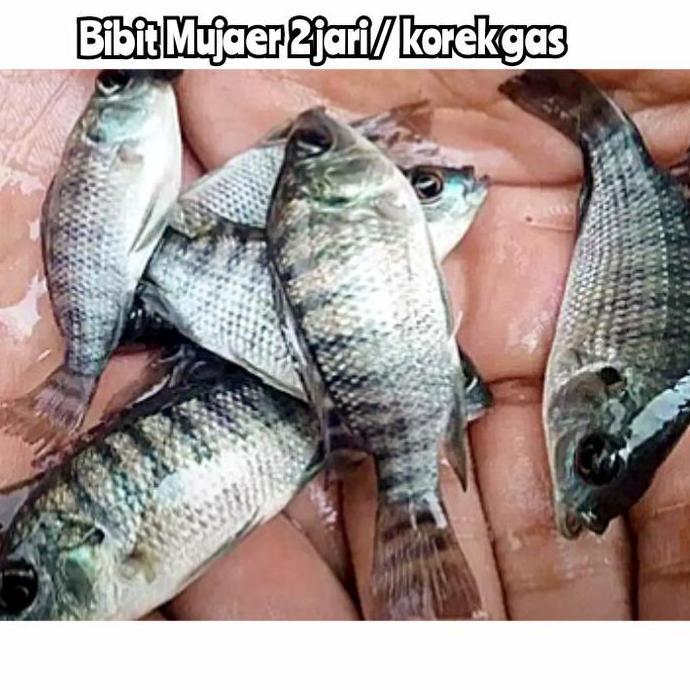 Bibit Nila hitam/ mujaer mujair korek gas