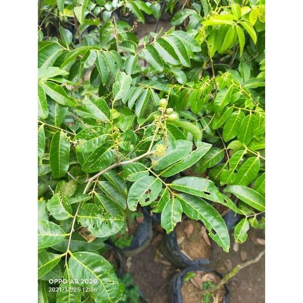 bibit buah kelengkeng bangkok sudah berbuah TOB1