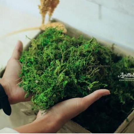 lumut HIJAU PREMIUM artificial 1 kg lumut kering rumput halus sintetis