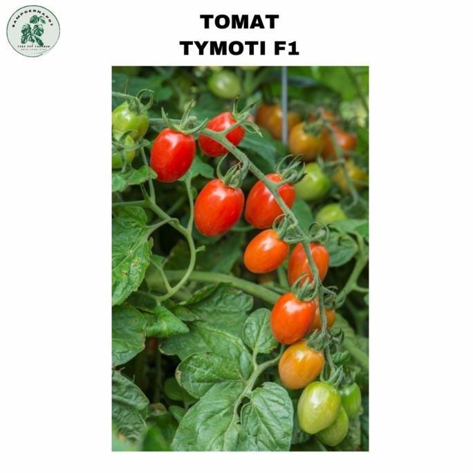 Okwemereza- Benih Bibit Tomat Tymoti F1 Cap Panah Merah - Tomat Tymoti F1