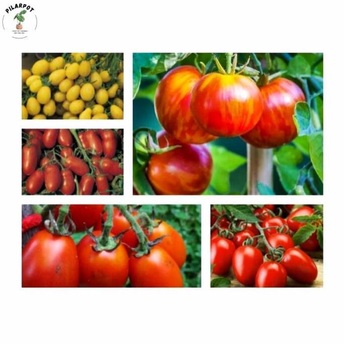 Okwemereza- Benih Bibit Tomat Tymoti F1 Cap Panah Merah - Tomat Tymoti F1