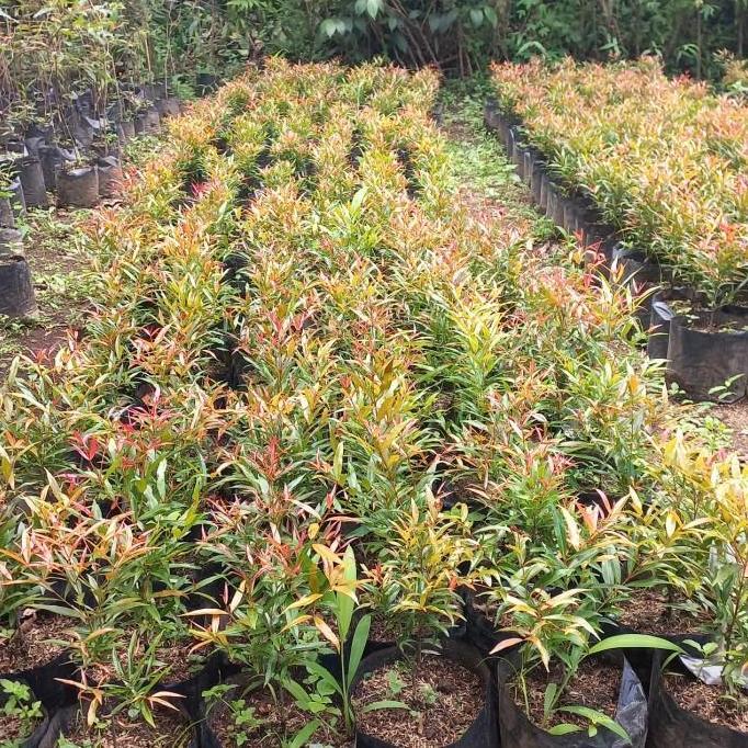 Tanaman Pucuk Merah - Bibit Pohon Pucuk Merah