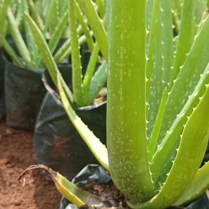 bibit lidah buaya pontianak jumbo