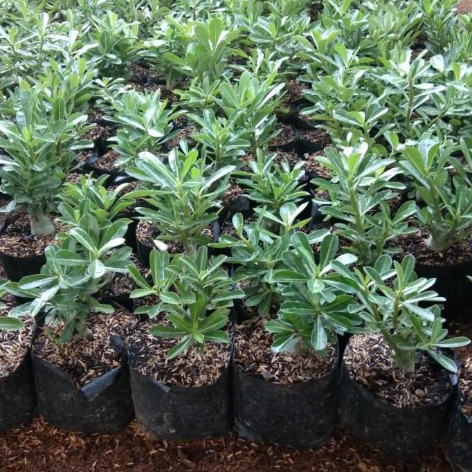 bibit pohon kamboja jepang