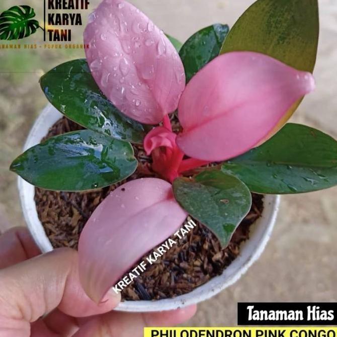 Tanaman hias philodendron pink congo - Philodendron pink congo