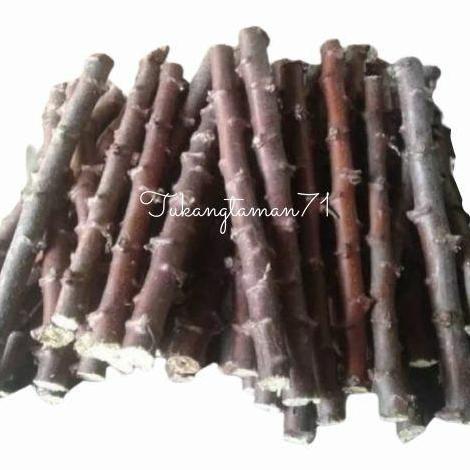 Bibit pohon Singkong mentega singkong kuning isi 17 Batang plus bonus