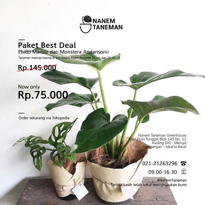NEW NANEM TANEMAN - PHILLO MARBLE & MONSTERA OBLIQUA - PAKET BEST DEAL ORI