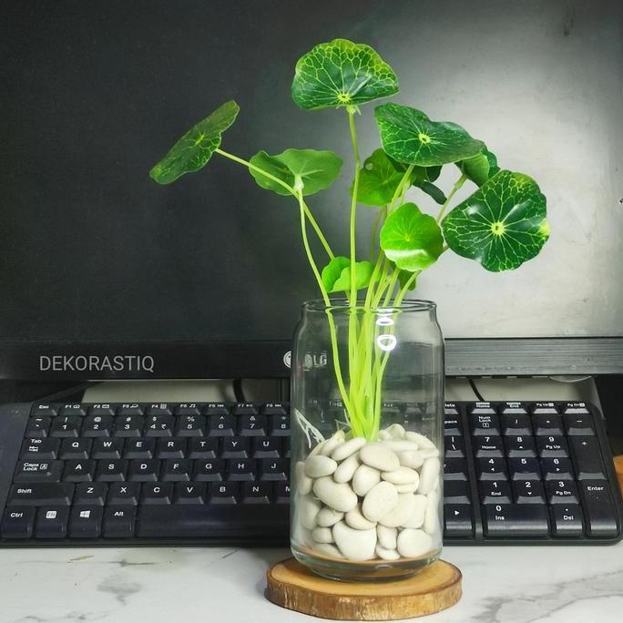 Vas Kaca Bening Tabung / Pot Kaca Tanaman Air Hidroponik Aesthetic