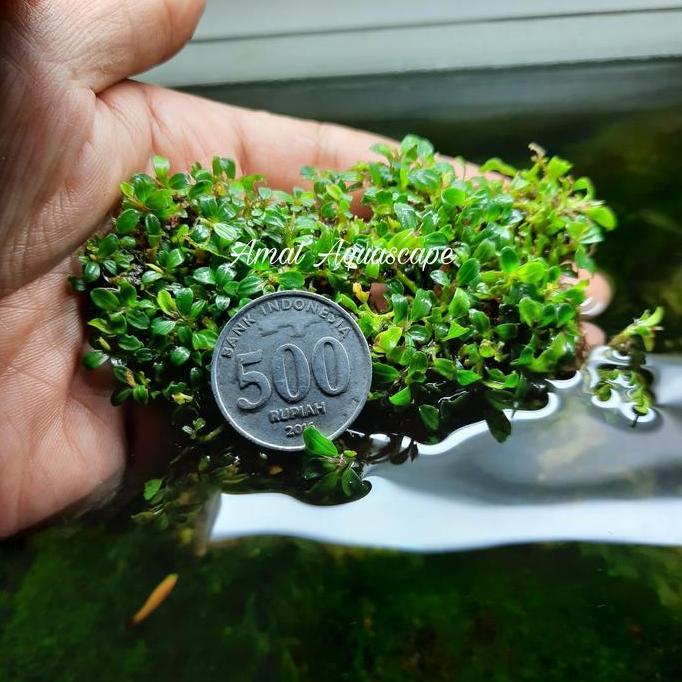 Yujitaro- Bucephalandra Super Mini | Buce Micro Aquascape Porsi Nampan