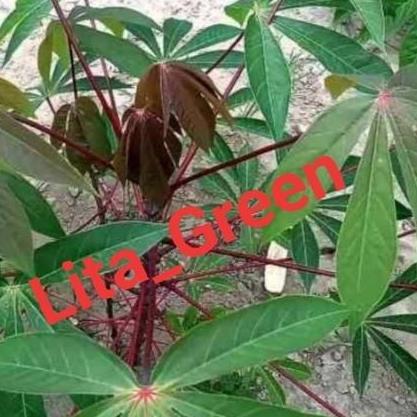 BIBIT POHON SINGKONG || JENIS MANGGU 10 batang
