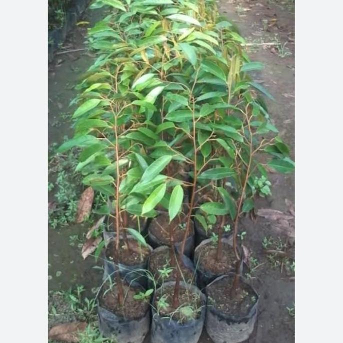 Bibit durian bawor ukuran 1 meter