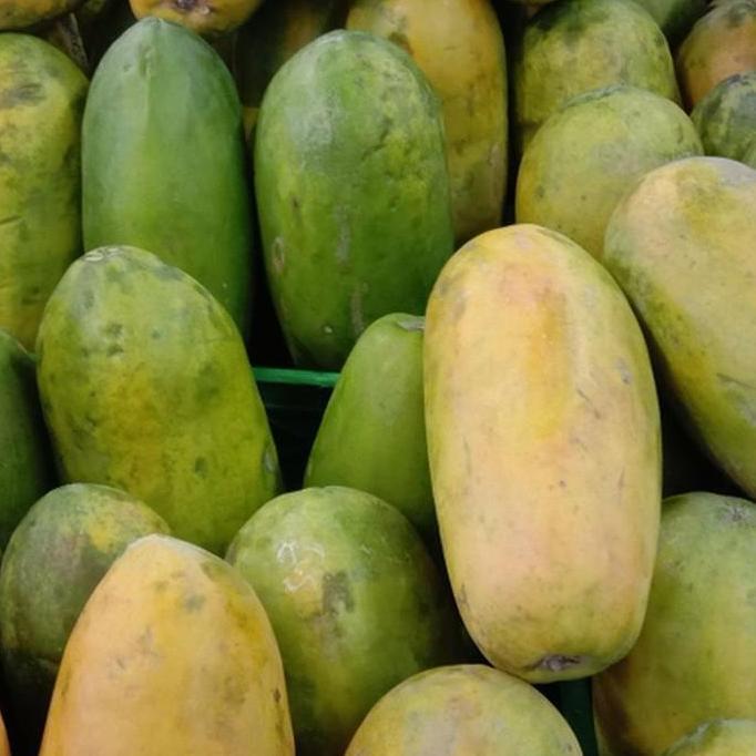Fruting- Buah Pepaya California/ Pepaya California Manis