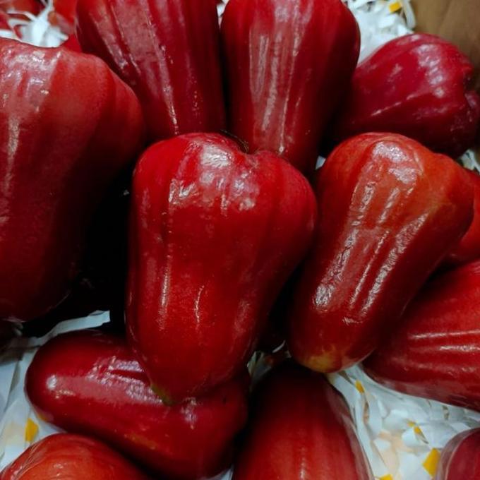 Fruting- Jambu Air | Jambu Air Merah | Jambu Air Super | Jambu Air Premium -1Kg