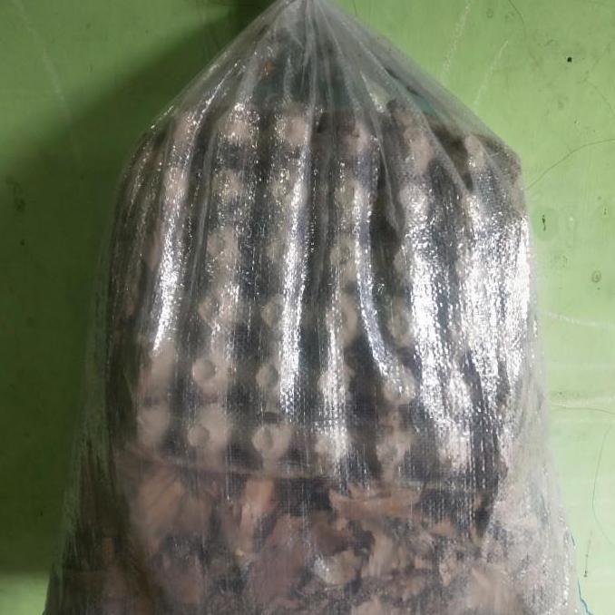 jangkrik alam hidup 1kg