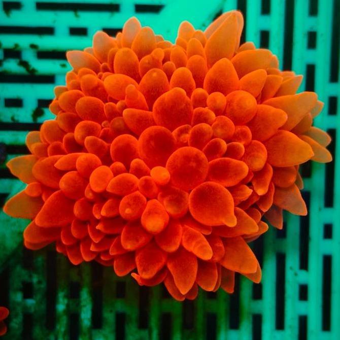 Promo Jagung Merah Red Bubble Anemon Ml Size Aquarium Laut Cantik Mewah Hias